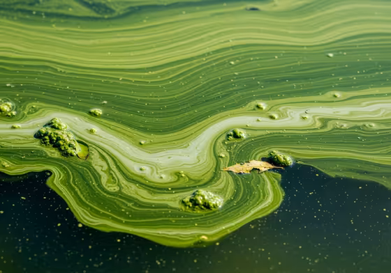 A close-up of a Harmful Algal Bloom on the water's surface, appearing like thick, green spilled paint or pea soup.